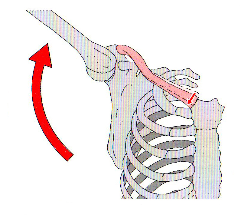 ロルフィング®︎セミナー&ワークショップ情報 ロルフィング®のたちばな東京都品川区大崎